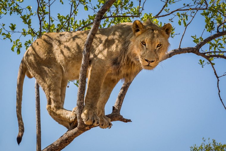 007 Zuid-Afrika, Ukutula Game Reserve, leeuw.jpg